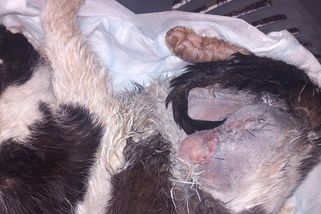 Kocour, který se na Plzeňsku chytil do železné pasti a uhnila mu noha, nepřežil - Novinky